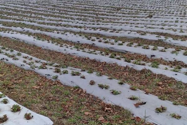 Продажа ягодного хозяйства по выращиванию органической клубники и малины в Киевской области